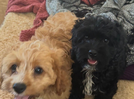 Healthy (DNA) happy &ldquo; Noodles&rdquo; & &ldquo;Charlie&rdquo;