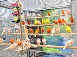 Canaries