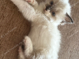 Beautiful 100% ragdoll babies