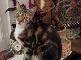 FEMALE KITTEN NEEDS LOVING HOME