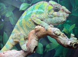 1 year old male panther chameleon