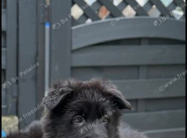 2 stunning female jet black pups