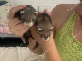 Ferret babies