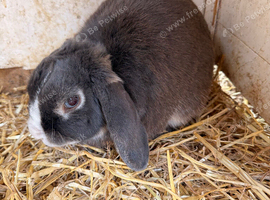 Male rabbit