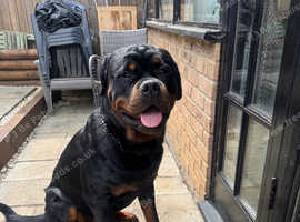 Rottweiler for stud