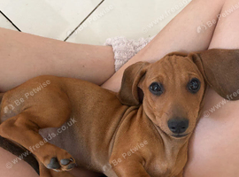 Dachshund  puppies for sale.