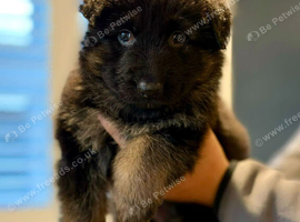 7 week old German shepherd puppy