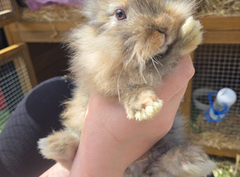 Lion head mixed mini lop