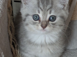 BRITISH SHORTHAIR CROSS CHINCHILLA PERSIAN PUREBRED KITTENS
