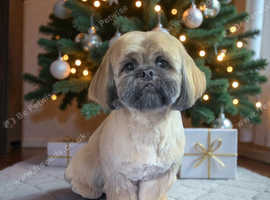 Shih tzu stud