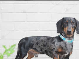 Dapple stud dachshund