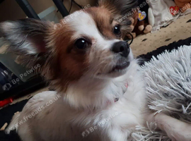 Chihuahua and dachshund cross