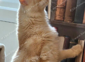 Cheeto 11 months old