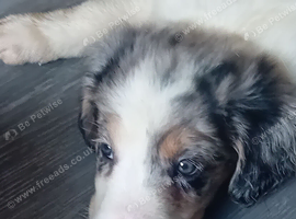 Bearded collie/smoothe blue merle collie mix puppies
