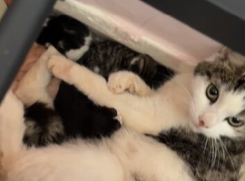 5 kittens looking to secure their forever homes