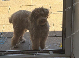 Beautiful 9 Month Old Male Cockapoo Looking For A Loving Home