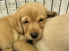 KC registered yellow Labrador pups