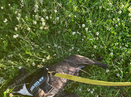 Male french bulldog