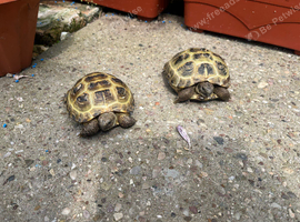 2 x Hermann Tortoises and set up