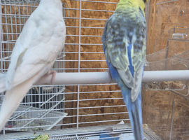 Budgies