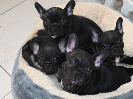 Frenchie girls