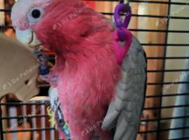 Galha cockatoo male (spike)