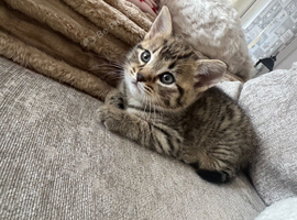Kittens