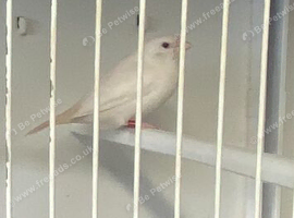 Silver bills finch