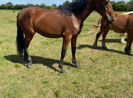 Purebred PRE Spanish filly