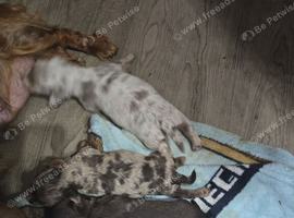 longhair miniature dachshunds