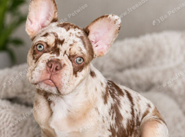 Merle French bulldog