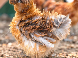 Silkie