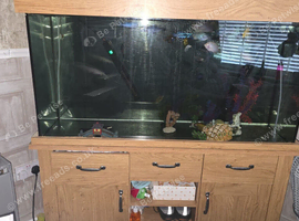 Fish tank and fish