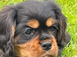 Stunning black & tan cavalier boys