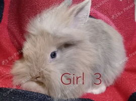 Ready now 4 baby's 3 girls, 1 boy.