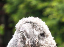 Bedlington terrier stud