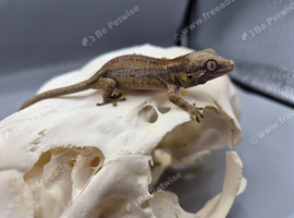Red and orange striped gargoyle gecko