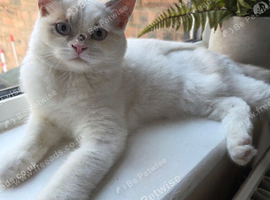 Persian x ragdoll female kitten