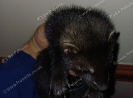 Black ferrets for sale