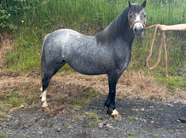 Riding Welsh Section A