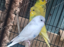 Baby budgies