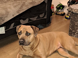 Staffy cross bullmastiff
