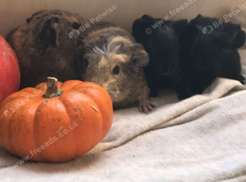 5 baby guinea pigs