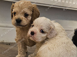 American cockerpoo