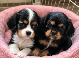 Beautiful cavalier king charles puppies