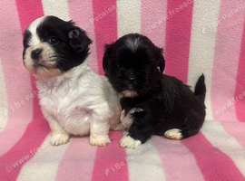 Lhasa Apso Puppies