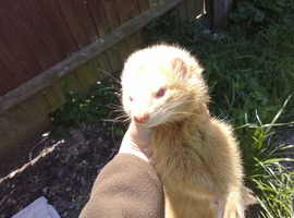 Ferret for sale