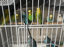 Budgies