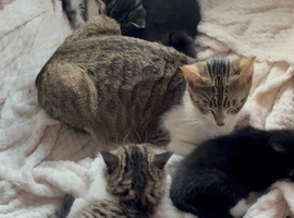 4 Kittens Available Finchley North London