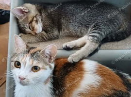 Kittens